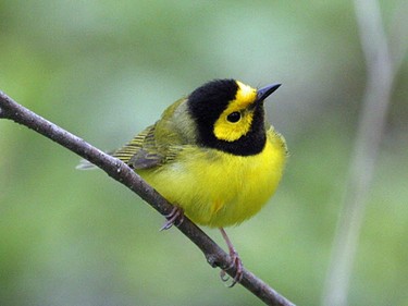 The Hooded Warbler is unmistakeable. Watch for this rare visitor to Eastern Ontario over the next couple of weeks.