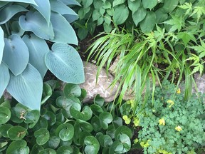 This shade garden includes Hosta 'Halcyon,' wild European ginger, barrenwort, yellow fumitory, variegated Japanese forest grass and cut-leaf Japanese maple.