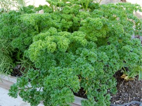 Parsley, a bi-annual herb, needs only four hours of sun a day to do well.