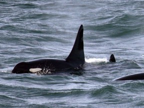 The federal government is looking to hire marine scientists.