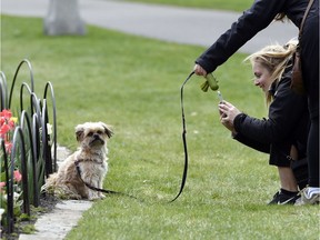 Nathalie Boulet takes a picture of Tucker in front of some tulips at Commissioners Park along Queen Elizabeth Drive while her mom, Cathy Lumsden, holds the leash Sunday, May 8, 2016.