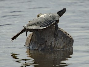 Northern Map Turtle sunning on a log at Petrie Islands. Photo: Eric Fletcher
