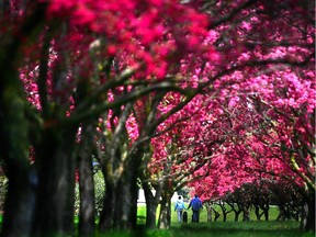 In 2010, a couple walk under blooming spring crabapple trees.