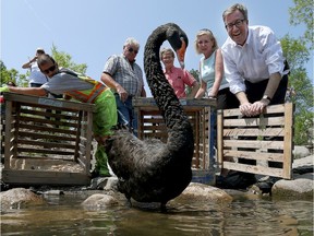 Ottawa Mayor Jim Watson along with city councillors Diane Deans and David Chernushenko release the Royal Swans in the Rideau River in Ottawa Tuesday May 24, 2016.