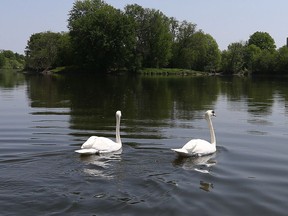The Royal Swans were released into the Rideau River in Ottawa Tuesday May 24, 2016.