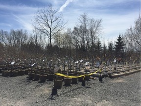 Trees of every shape and size await their forever homes at the nursery in the spring,