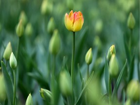 The City of Ottawa bylaw department logged three complaints related to the fireworks that kicked off the Canadian Tulip Festival.