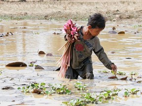 The majority of child labourers work in the agriculture sector, which includes fishing, forestry, livestock herding and aquaculture. Children may be exposed to toxic pesticides, harsh weather, and long hours hauling heavy loads and using dangerous tools and equipment. (CNW Group/World Vision Canada)