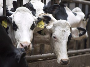 Dairy cows are pictured at the Kooyman family dairy farm in Chilliwack, B.C.,