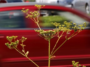 Lanark county is to begin spraying next week to cut down on the spread of wild parsnip on the roadside.