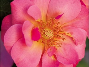 Learn about hardy roses for our climate.