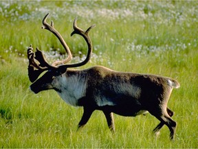 A woodland caribou bull: the caribou make the top 10 list of animals that helped make Canada what it is.