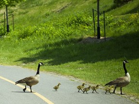 A family of geese cross the bike path along the Ottawa River