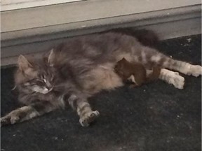 Missy and her adopted squirrel-kitten.