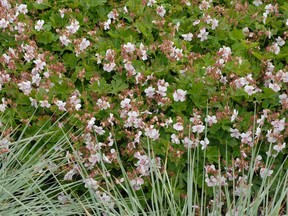 The Perennial Plant Association's 2015 Plant of the Year: Geranium cantabrigiense Biokovo -- a beautiful and reliable workhorse in full sun or part shade. Photo courtesy PerennialResource.com