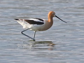A rare find was an adult American Avocet near Casselman. This prairie shorebird is a very rare visitor to Eastern Ontario.