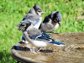 A family of juvenile Blue Jays enjoy a bird bath. This species is a regular breeder in our region.