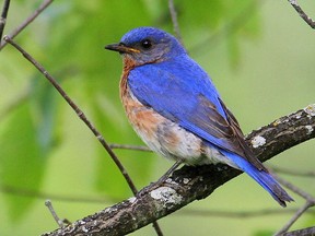 Watch for Eastern Bluebirds along back roads in the Dunrobin area.