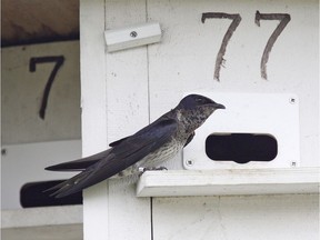 Don’t miss the Purple Martin banding session on July 9 and 16.
