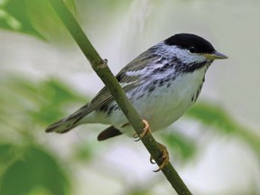 The Blackpoll Warbler is the last of our spring warblers to pass though the region as they migrate north to the Hudson Bay Lowlands.