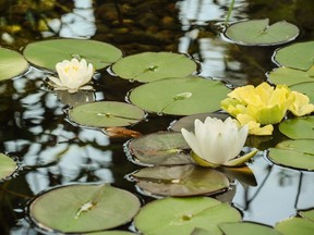 The Greater Ottawa Water Garden Society is holding it's 8th annual garden tour on June 25.