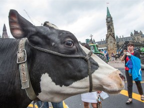 "Ninja", a 4 year old cow from St Isidore was on Wellington Ave with her owner Chris Ryan as Quebec and Ontario dairy farmers returned to Parliament Hill with their tractors and cows on Thursday to hold another rally demanding stricter controls on cross-border trade and compensation for international agreements they say have left them at a disadvantage.