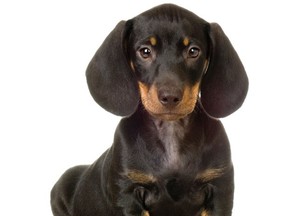 Two car thieves brought a dachshund, possibly like this one, along as they stole a car in La Peche overnight.