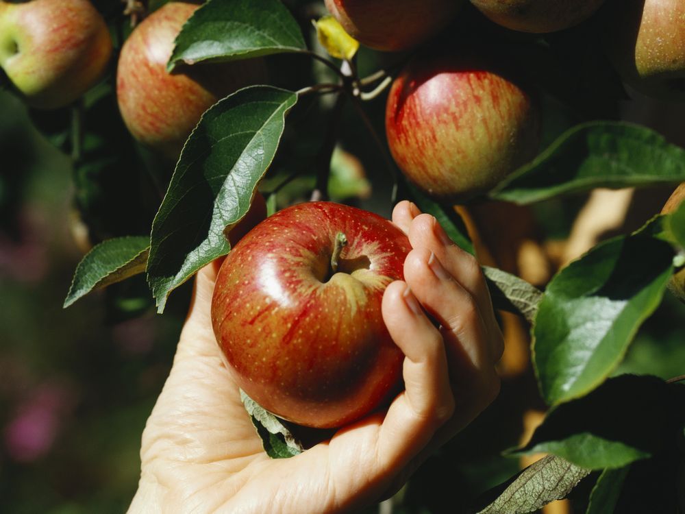 ontario-approves-sale-of-cider-in-grocery-stores-ottawa-citizen