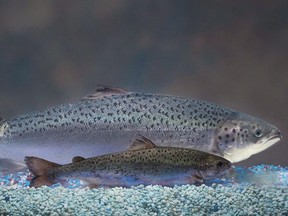 This undated 2010 file handout photo provided by AquaBounty Technologies shows two same-age salmon, a genetically modified salmon, rear, and a non-genetically modified salmon, foreground. A genetically engineered salmon has been approved for sale for consumption by humans and livestock feed by Canadian food regulators.