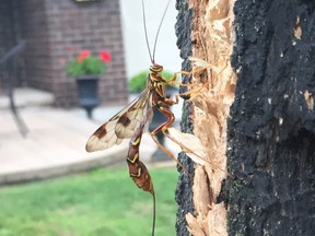 A giant ichneumon wasp on a tree in Britannia. The fearsome looking wasp — with its 15 cm tail — is common, but rarely seen. Despite their appearance, the wasp is harmless.