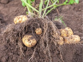 Potatoes offer some of the most food value for a given amount of backyard garden space. Plant pieces of potato to grow the plants.