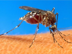 A  mosquito is shown on human skin.