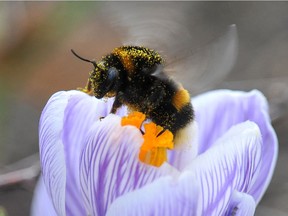 Many of Canada's 40 or so varities of bumblebee are doing well, but some are in trouble.