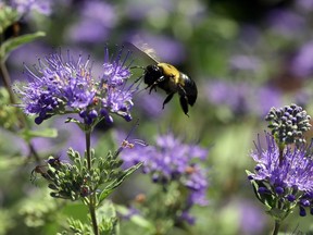 A carpenter bee buzzes around the garden at the Bayer North American Bee Care Center in Research Triangle Park, N.C., Tuesday, Sep. 15, 2015.