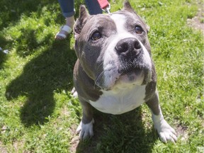 A pit bull named Athena goes for a walk at the Montreal SPCA in June 2016. These dogs are supposedly banned under Ontario law.