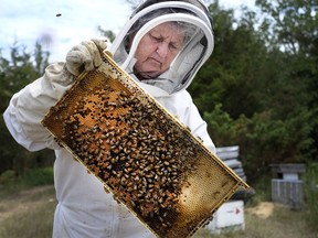 Beekeeper, Debbie Hutchings examines one of the remaining bee hives she operates on her family farm in Portland, On.