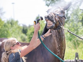 This late summer weather isn't... horsing around.