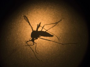 The Aedes aegypti mosquito: They sting, but the Zika virus some of them carry won't be a big problem for the Olympics Games, Brazil argues.