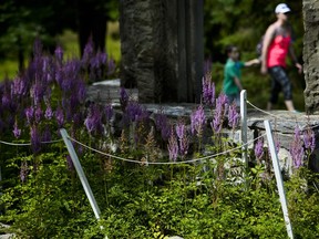 Flowers bloom around one of the many ruins at the Mackenzie King Estate.