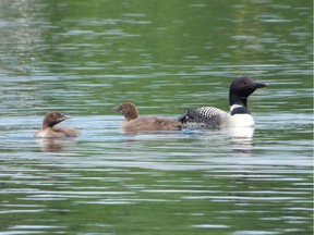 Young Common Loons are now being reported from numerous lakes in Eastern Ontario and the Outaouais. Loons are expert anglers and can dive as deep as 60 metres and can remain under water for up to three minutes.