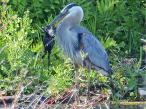 The Great Blue Heron is well known for its appetite and besides enjoying fish they eat a wide variety of creatures including mice, squirrels, birds, insects, reptiles, amphibians, and basically anything within striking distance. It took this heron five minutes to swallow whole this muskrat.
