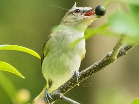 Red-eyed Vireo can still being heard singing despite the hot weather.