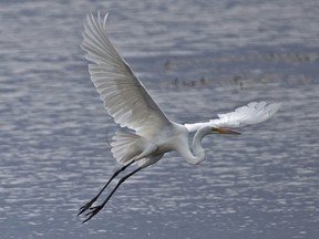 With  lower water levels along the Ottawa River Great Egrets are now being reported from numerous locations.