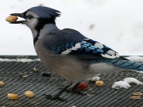 A blue jay will store its food in a wide area - dispersing seeds and nuts while doing so.