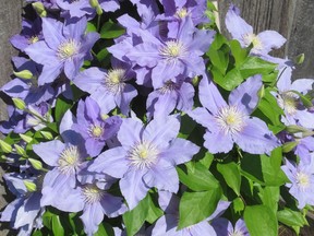 Clematis loves the sun and require s a minimum of six hours of sunshine.