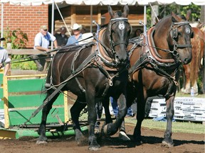 Horse pull events see a team like this pull a weighted sled down a dirt track.