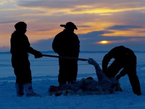 Inuit hunters skin a polar bear on the ice as the sun sets during the traditional hunt on Frobisher Bay near Tonglait, Nunavut.