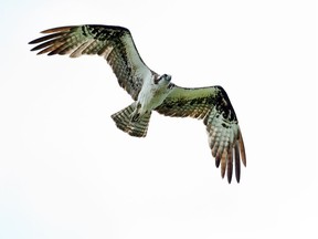 An osprey soars over the Rideau River in this 2014 file photo.