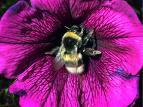 Endangered insects such as the bumblebee don't get the same levels of cash as for conservation efforts as more 'charismatic' species, according to a study by Ottawa scientists.