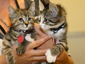 Kittens at the Ottawa Humane Society.
